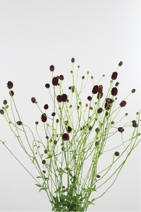 Sanguisorba Officinalis 90cm x10