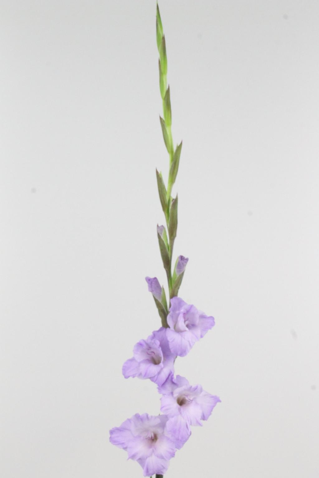 Gladiolo Hol. Milka 125cm (60cm espiga) Mal.