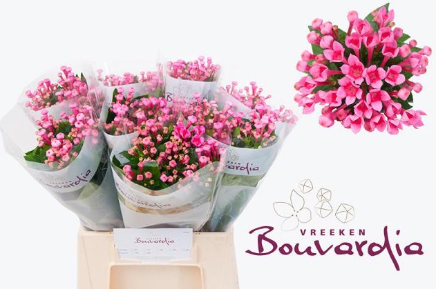 Bouvardia Hol. Royal Roza 40cm