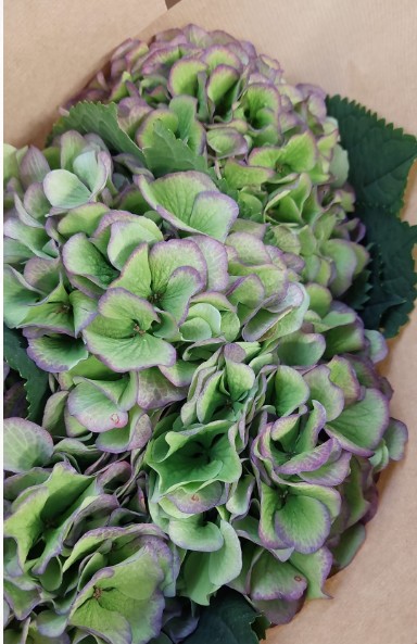 Hortensia Hol. Verena Blue Classic 60cm 16/18