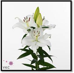 Oriental Hol. Bl. Pacific Ocean 80cm 3/4 fl.