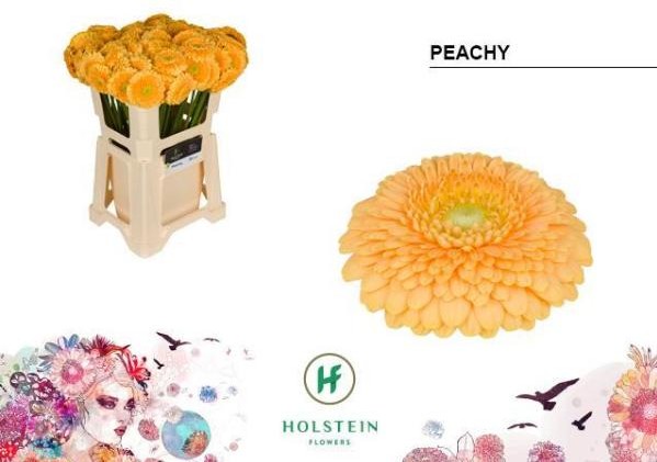 Gerbera Mini Hol. Gerponi Peachy "T20"