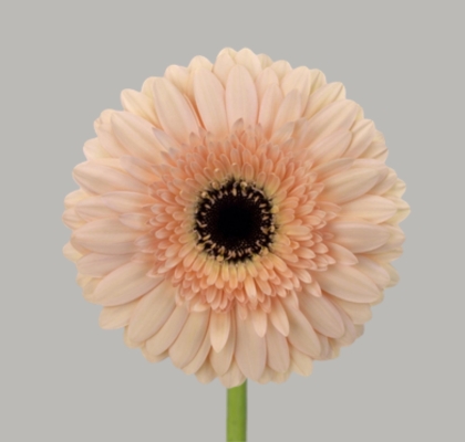 Gerbera Hol. Cafe Del Mar