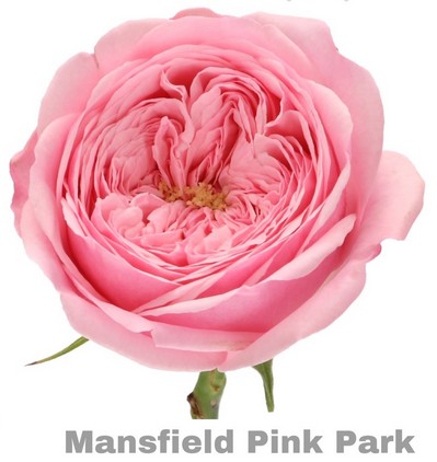 Rosa Hol. Mansfield Pink Park@ 50cm