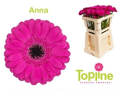 Gerbera Mini Hol. Anna x20 Fu