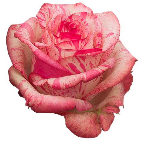 Rosa Ecu. Magic Times 50cm