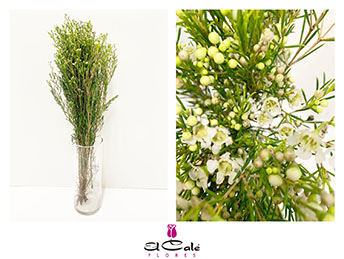 Flor Cera Hol. Un Ofir 60cm 45gr Bl. "T25"