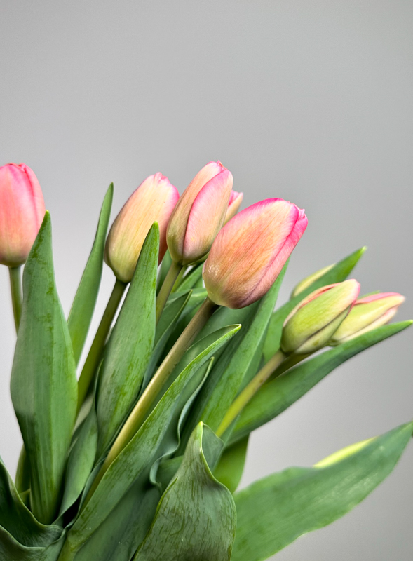 Tulipan Hol. Carola 35cm Rs.