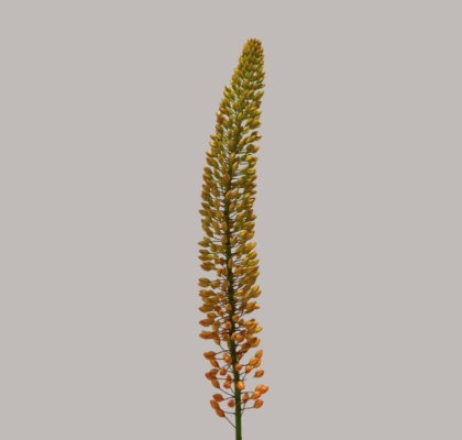 Eremurus Hol. Emmy Ro 100cm (40cm flor) Nar.