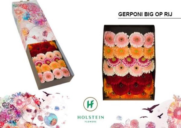 Gerbera Hol. Gerponi Big Mixta x25
