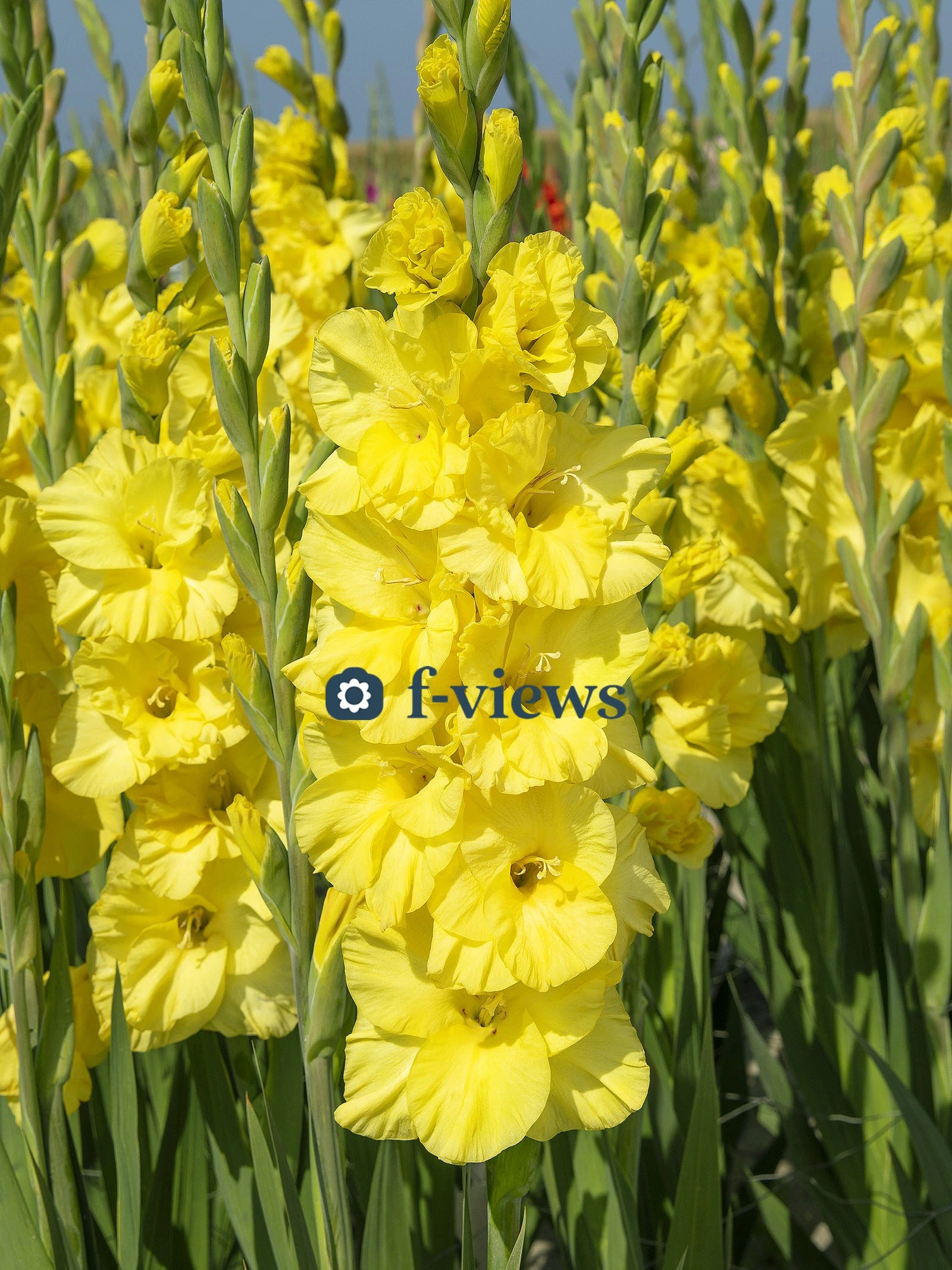 Gladiolo Hol. Bra Val 125cm (50cm espiga) Am.