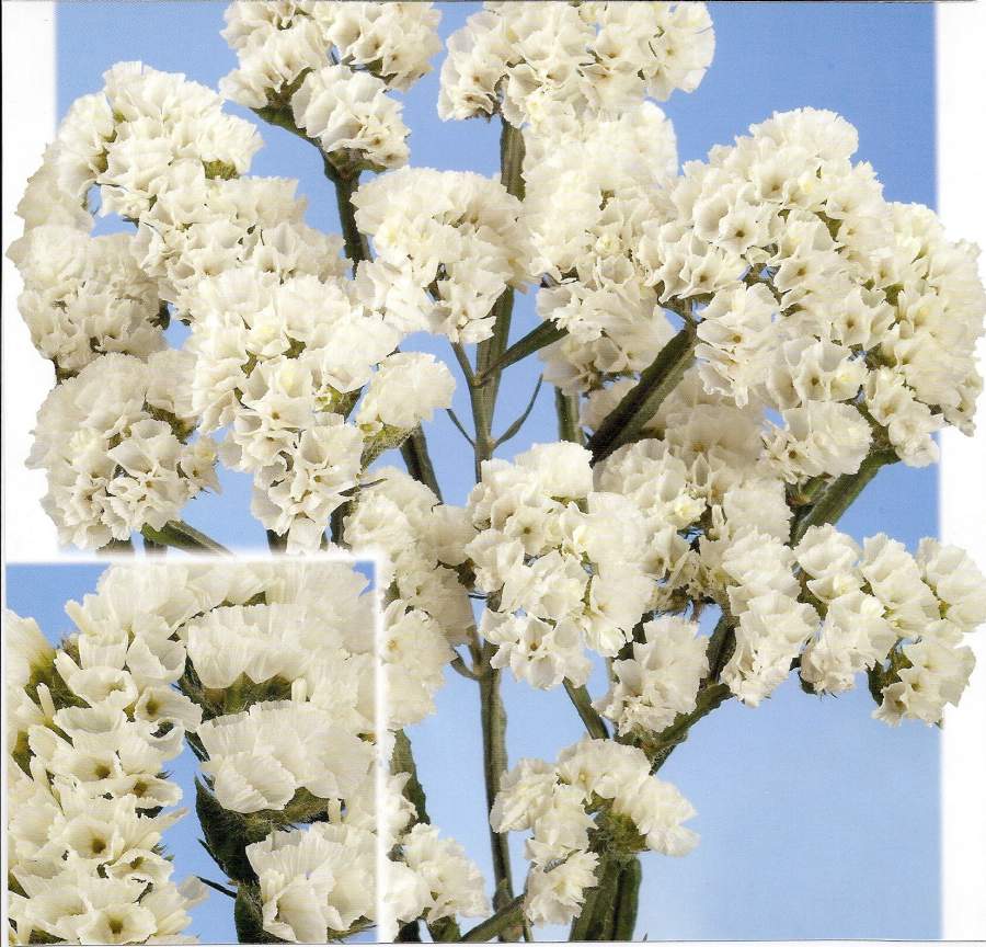 Statice Hol. White Starl Wings 60cm 25gr "T25" Bl.