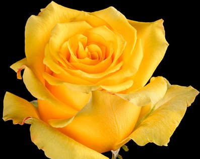 Rosa Ecu. Lighthouse 60cm Am