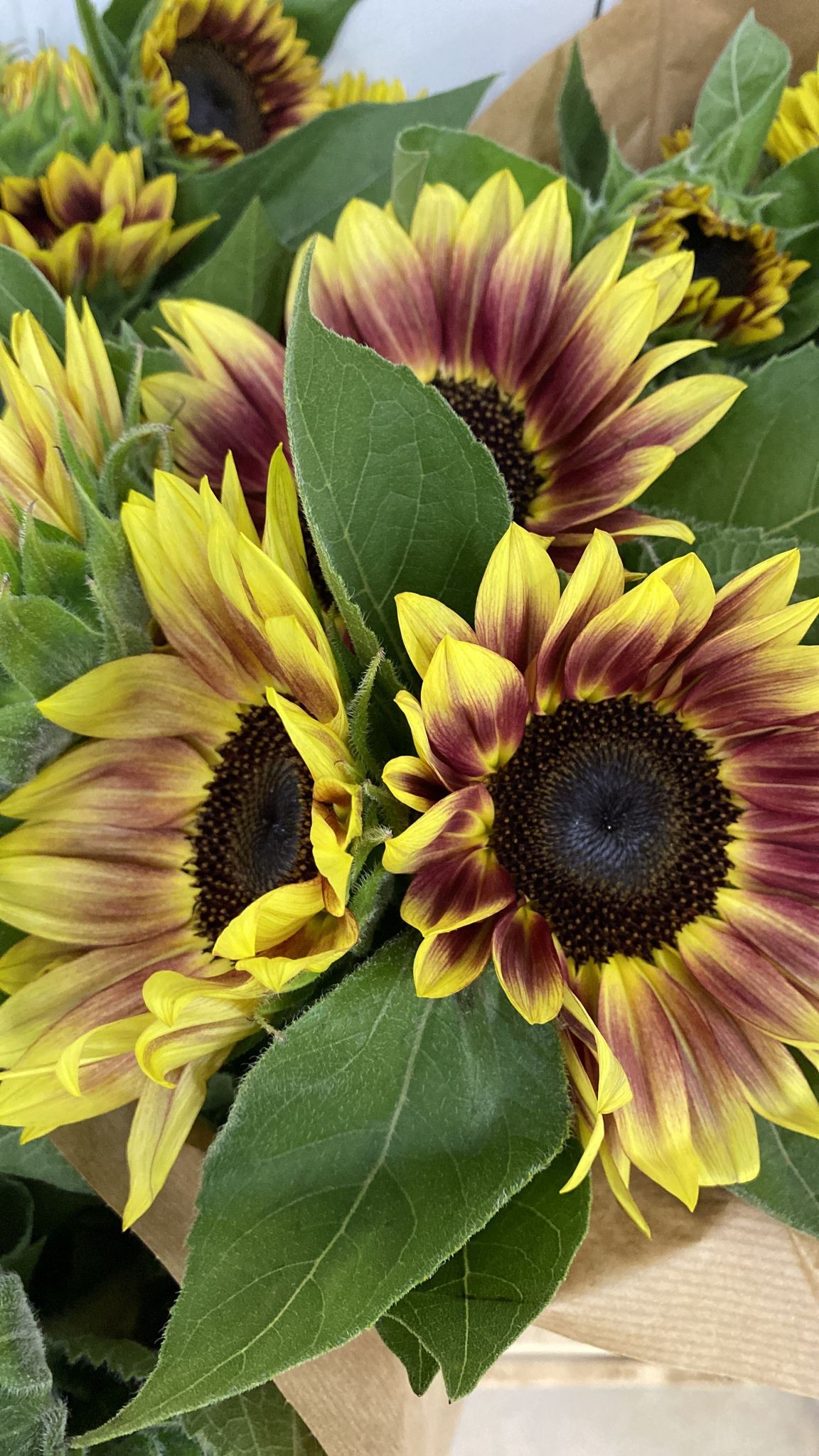 Girasol Nac. Marley 80cm Bic.