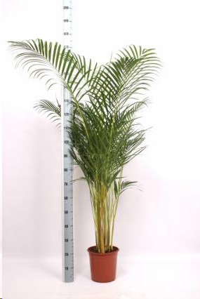 P. Dypsis Lutescens 24/170cm