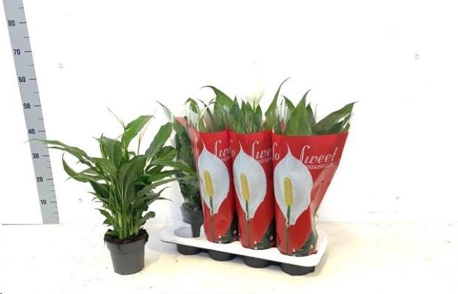 P. Spathyfilium Sweet Chico 13/55cm x8 7+flores