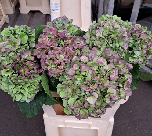 Hortensia Hol. Verena Blue Classic 80cm 18/22