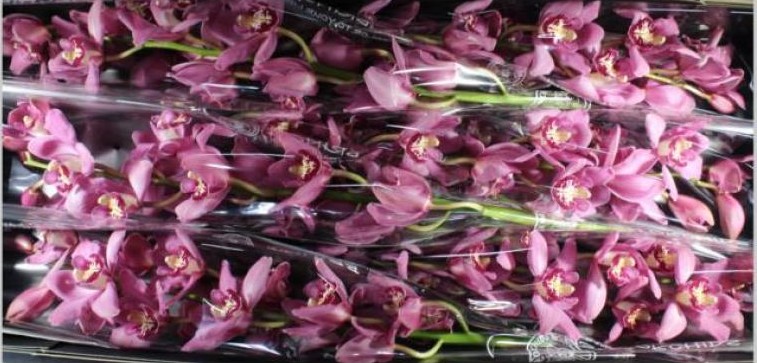 Cymbidium x6 Cynthia 80cm Rs