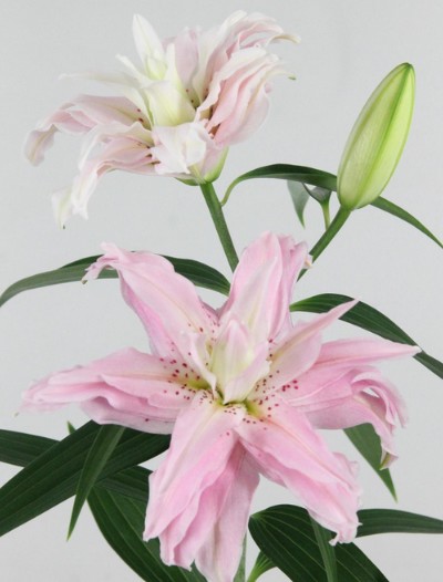 Oriental Hol. Rs. Doble Diantha 75cm 3/4 fl.
