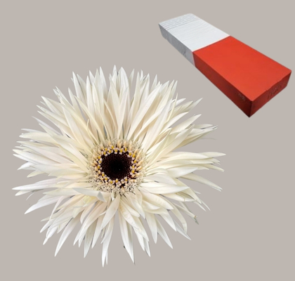 Gerbera Hol. Gerspider Phantom "T25"