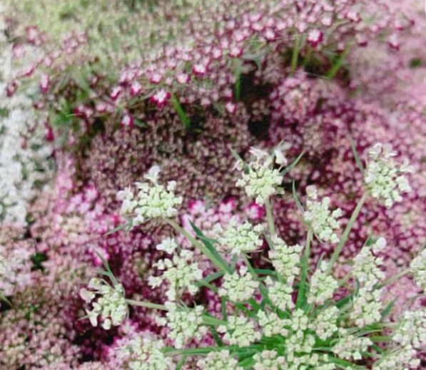 Ammis Nacional Daucus Dara 60cm Gr. Paq.