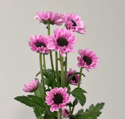 Santini Nac. Yin Yang Rosa