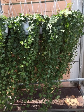 P. Hedera He Mein Herz 19/60cm x4