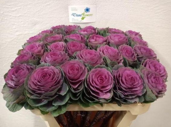 Brassica Hol. Condor Red 70cm Mor