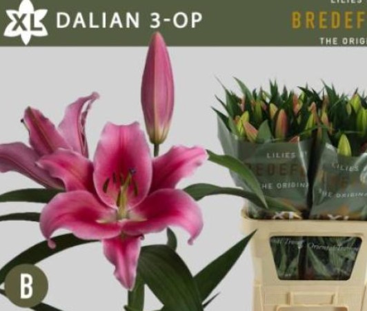 Oriental Hol. Rs. Dalian 85cm 3 fl.