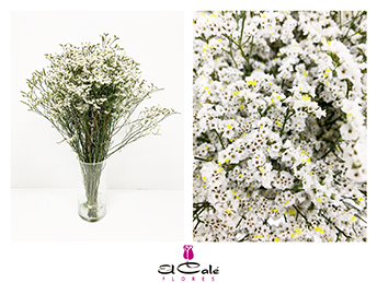Limonium Hol. Mount Diamond 70cm 25gr "T25" Bl.