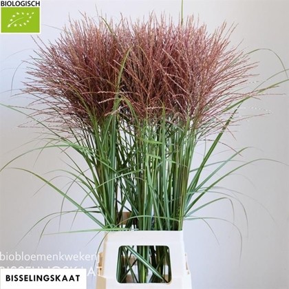 Miscanthus Sinensis Ov. 90cm