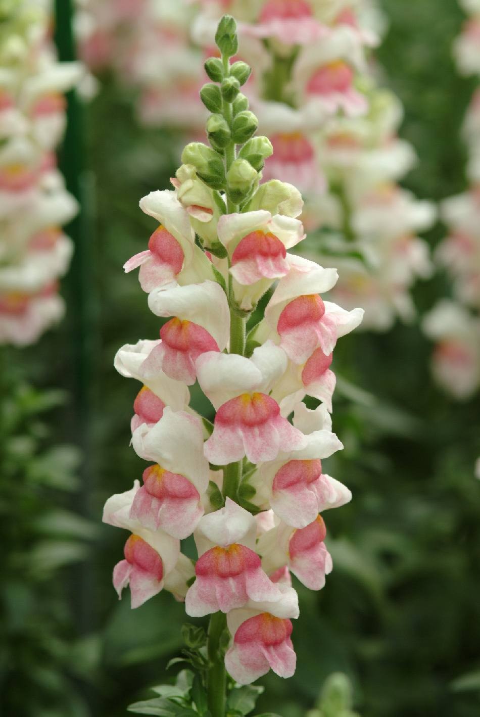 Antirrhinum Italia Appleblos 80cm