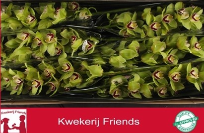 Cymbidium Ov. Verde 80cm