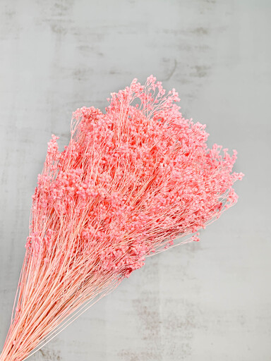 Broom Bloom Seco Rosa 50cm 100g