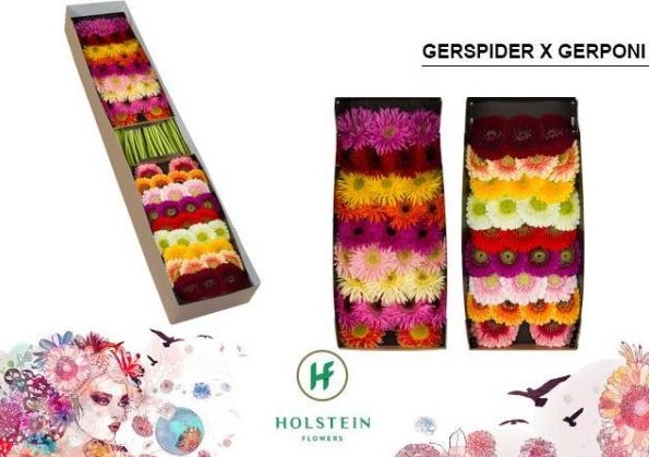 Gerbera Mini Hol. Gerponi + Gerspider "CC60"