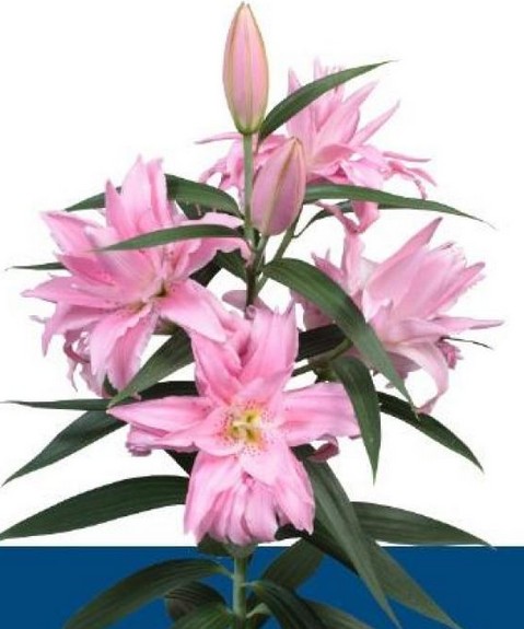 Oriental Hol. Rs. Doble Diantha 90cm 5 flores