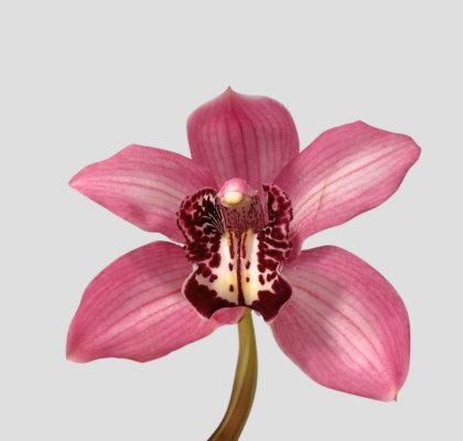 Cymbidium Kensi 80cm Rs.
