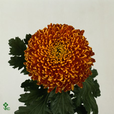 Uniflor Hol. Deco Tom Pearce 125gr