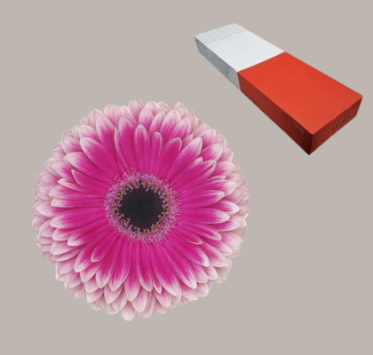 Gerbera Hol. Prelude Bic. "T25"