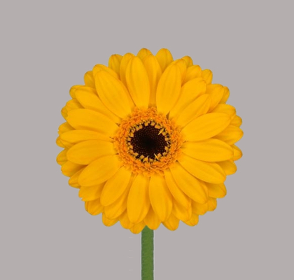 Gerbera Mini Hol. Bondi Beach "T20"