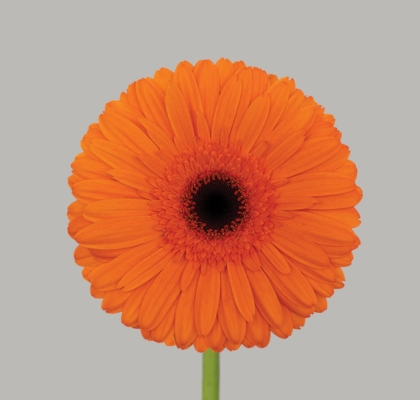 Gerbera Hol. Candela "CC50"