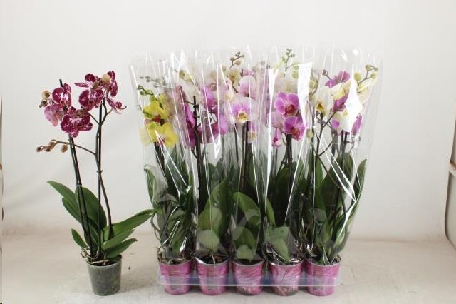 P. Phalaenopsis Mixta 12/65cm 5KL 2T x10 Piko.P.