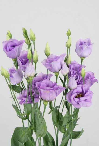 Lisiantus Hol. Corelli Lavander 70cm 55gr "T10"