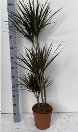 P. Dracena Marginata  Magenta 21/120cm 3P  (120/90/60)