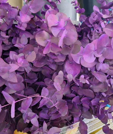 Eucalipto Cinerea Nacional Pintado Lila