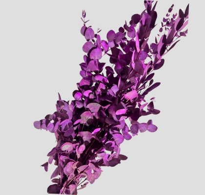 Eucalipto Cinerea Nacional Pintado Fucsia