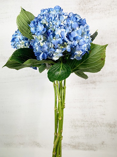 Hortensia Col. Shocking Blue 60cm 16cm x5