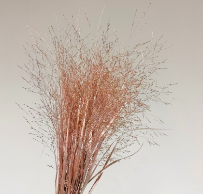 Siergras Overig Pintado Champagne 95cm "T50"