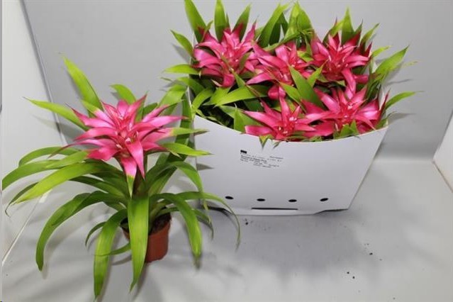 P. Guzmania Deseo Pink 12/40cm x6