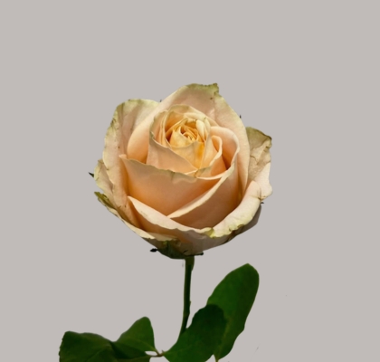 Rosa Hol. Top Fair 50cm Ch.
